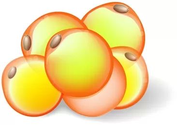 cryolipolyse cellules graisseuses